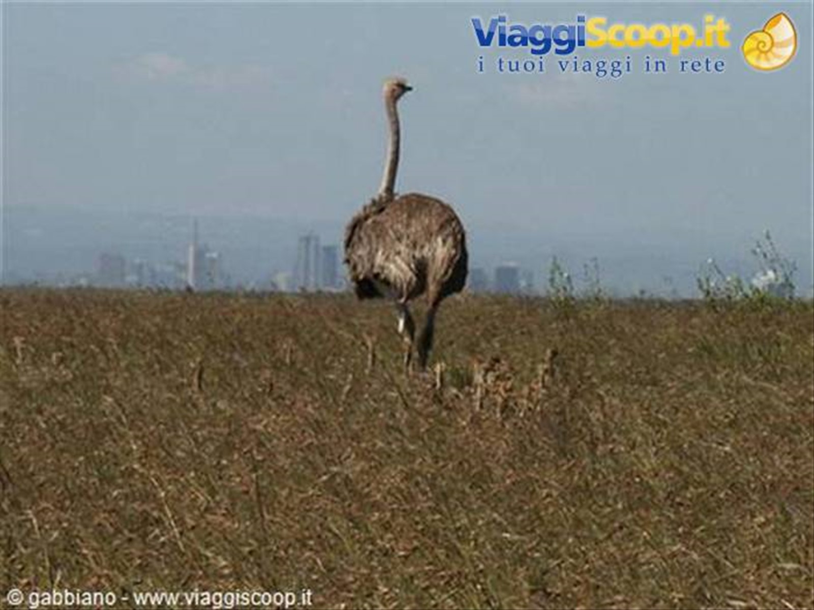struzzo e in lontananza nairobi