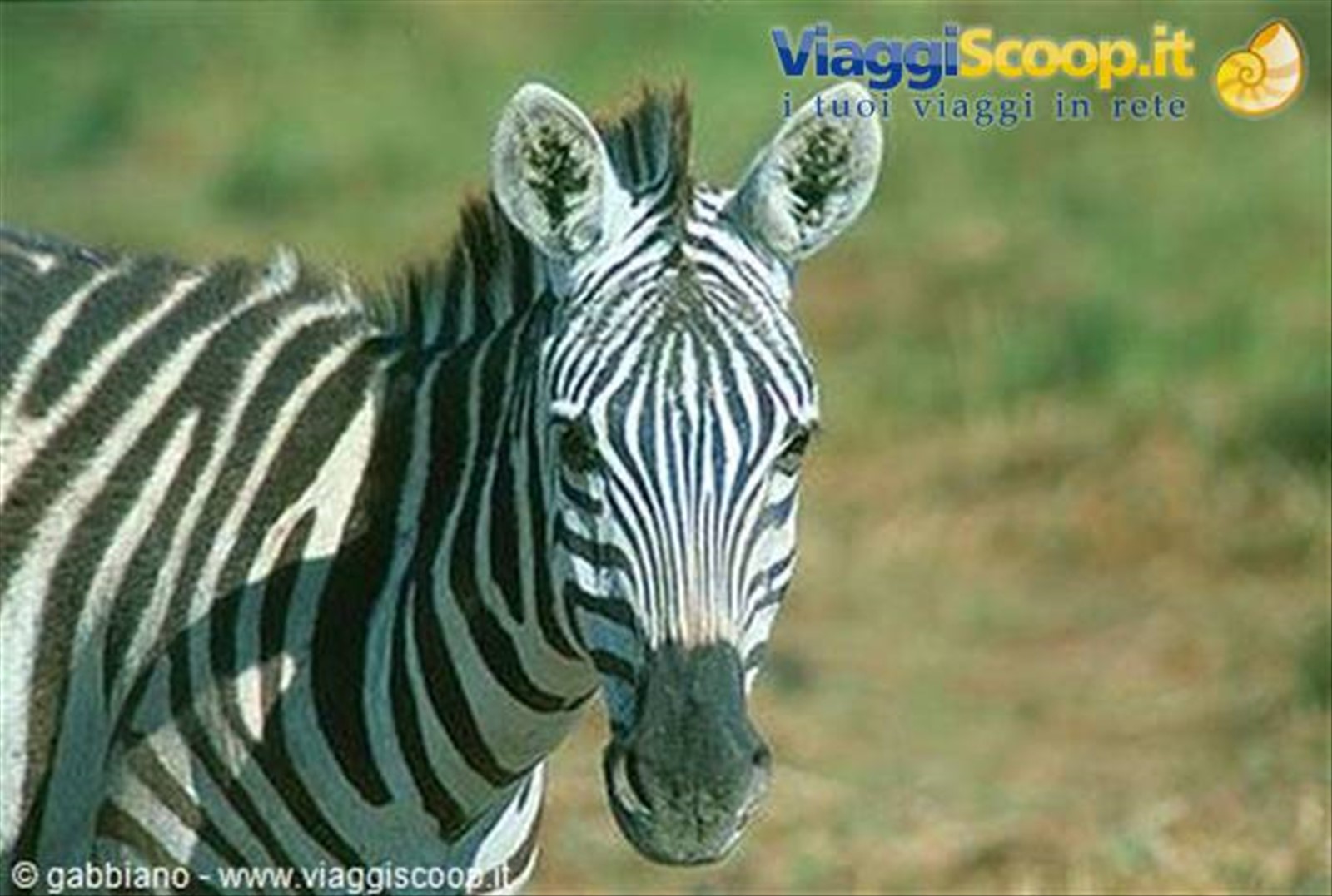 zebra