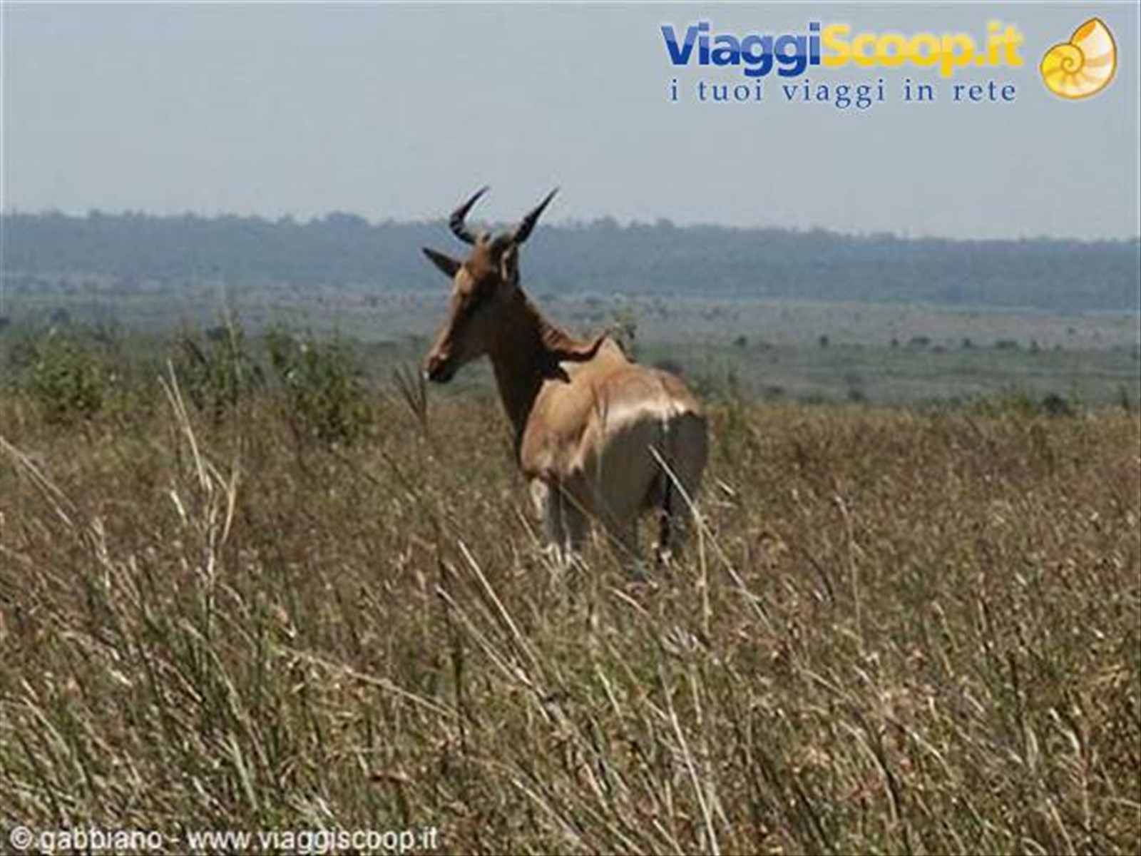 antilope