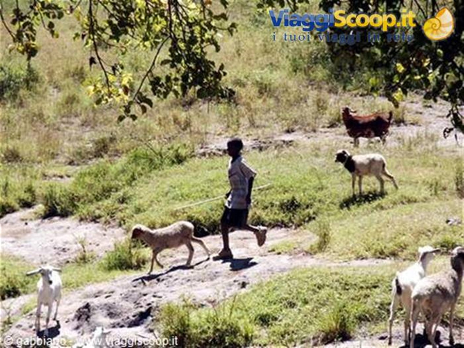 pastorello masai