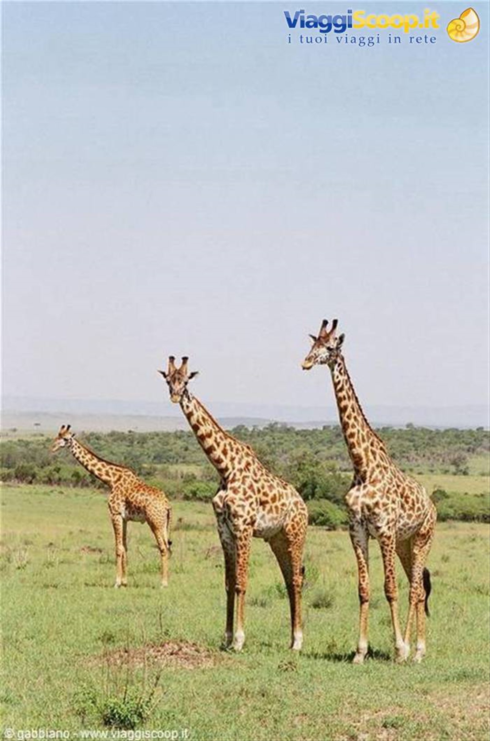 tre gazzelle national park tsavo