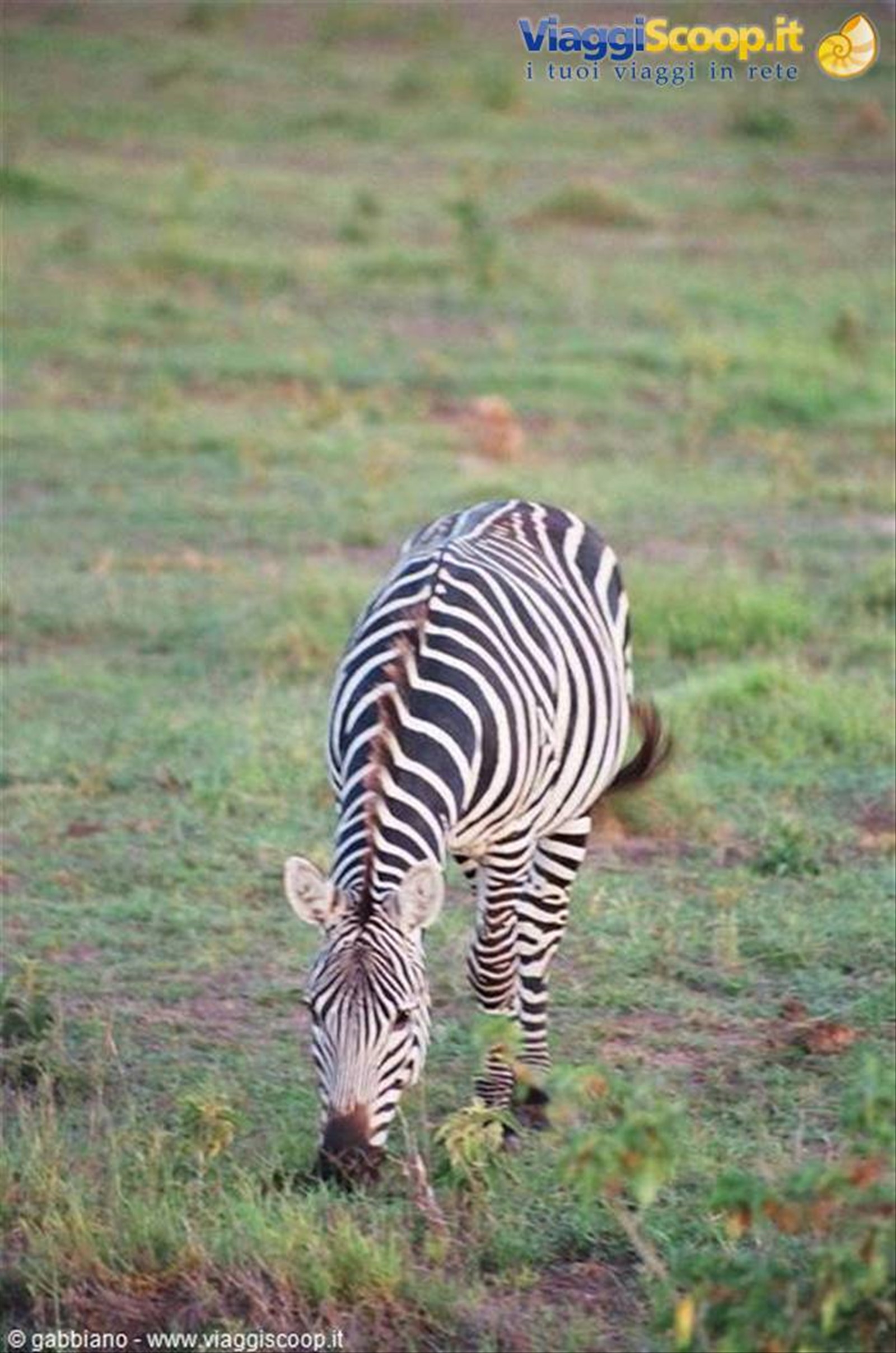 zebre tsavo