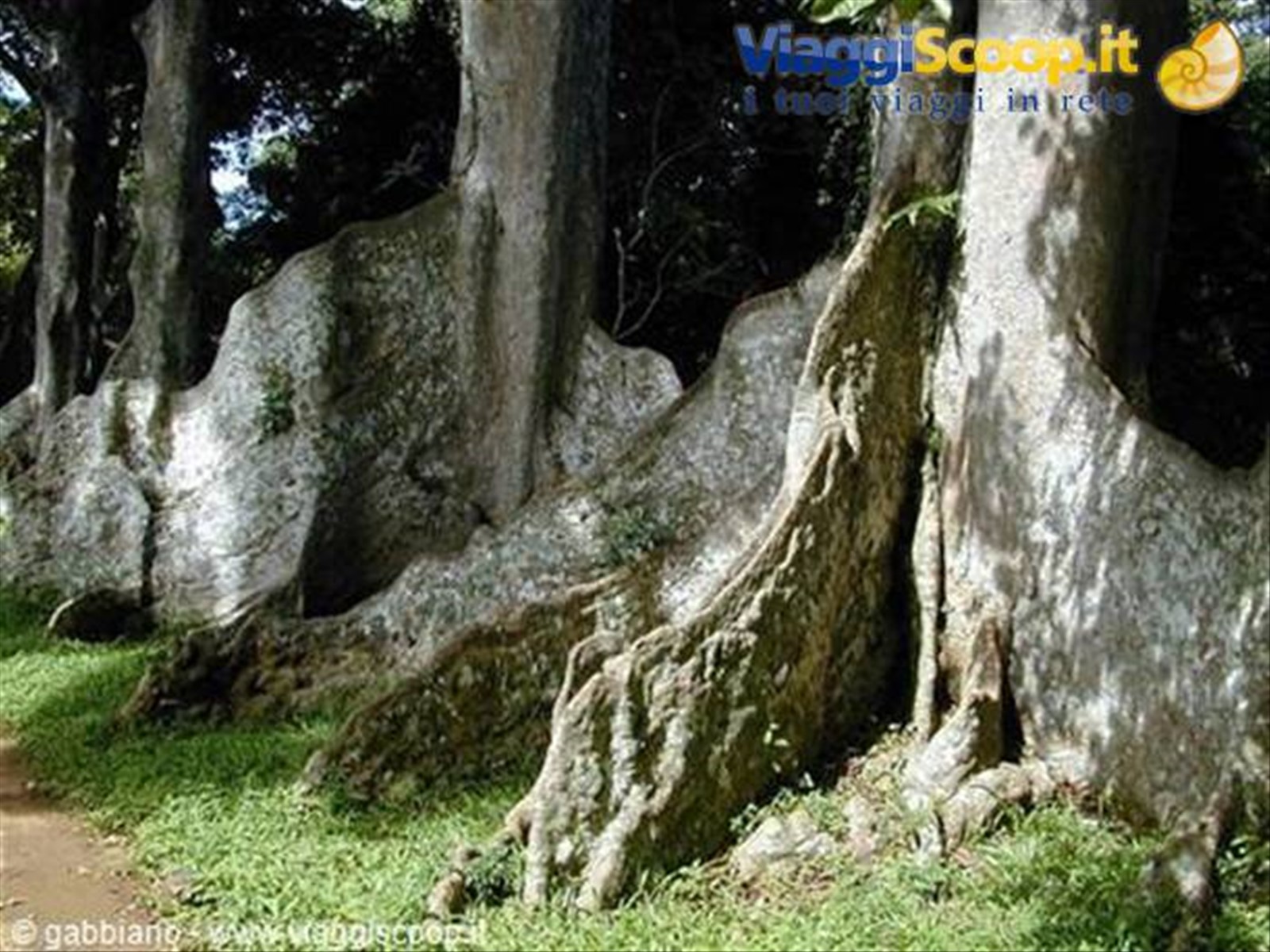 albero piede d'elefante giardino botanico a kandy