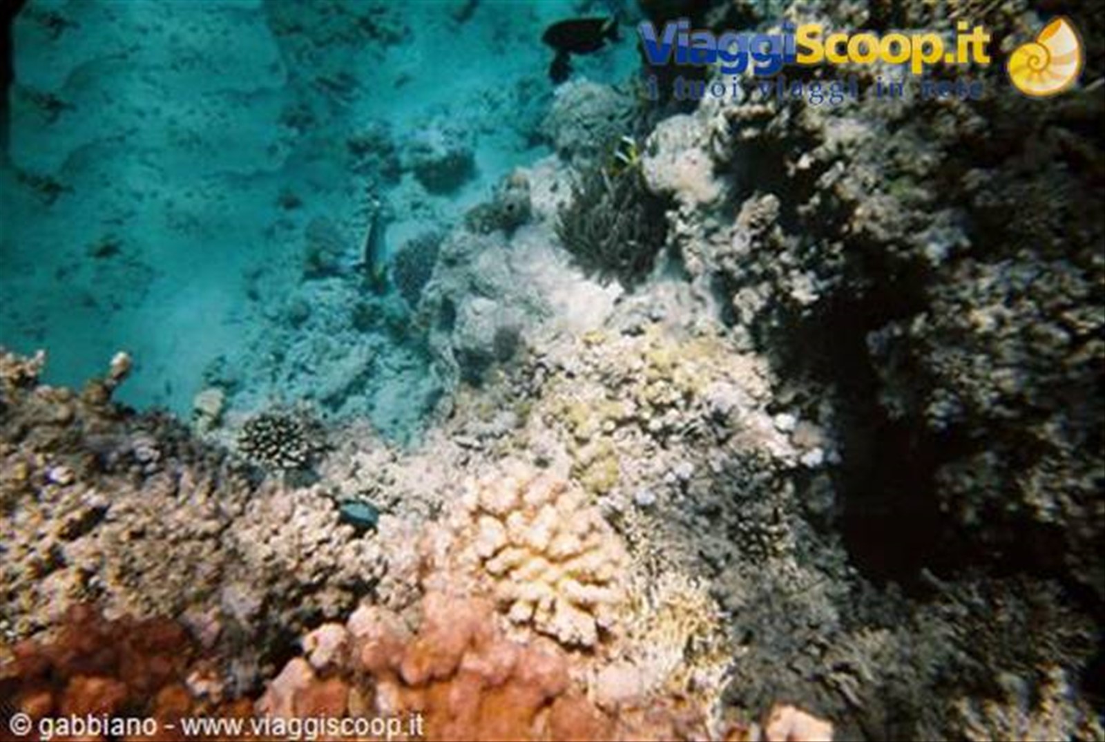 reef ras muhamed