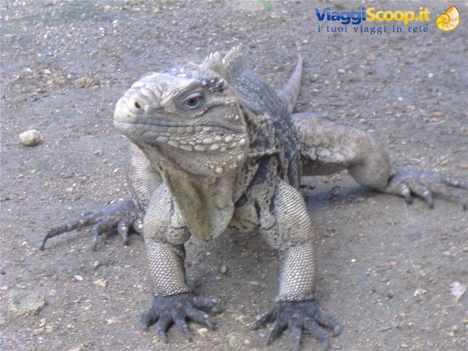 iguana