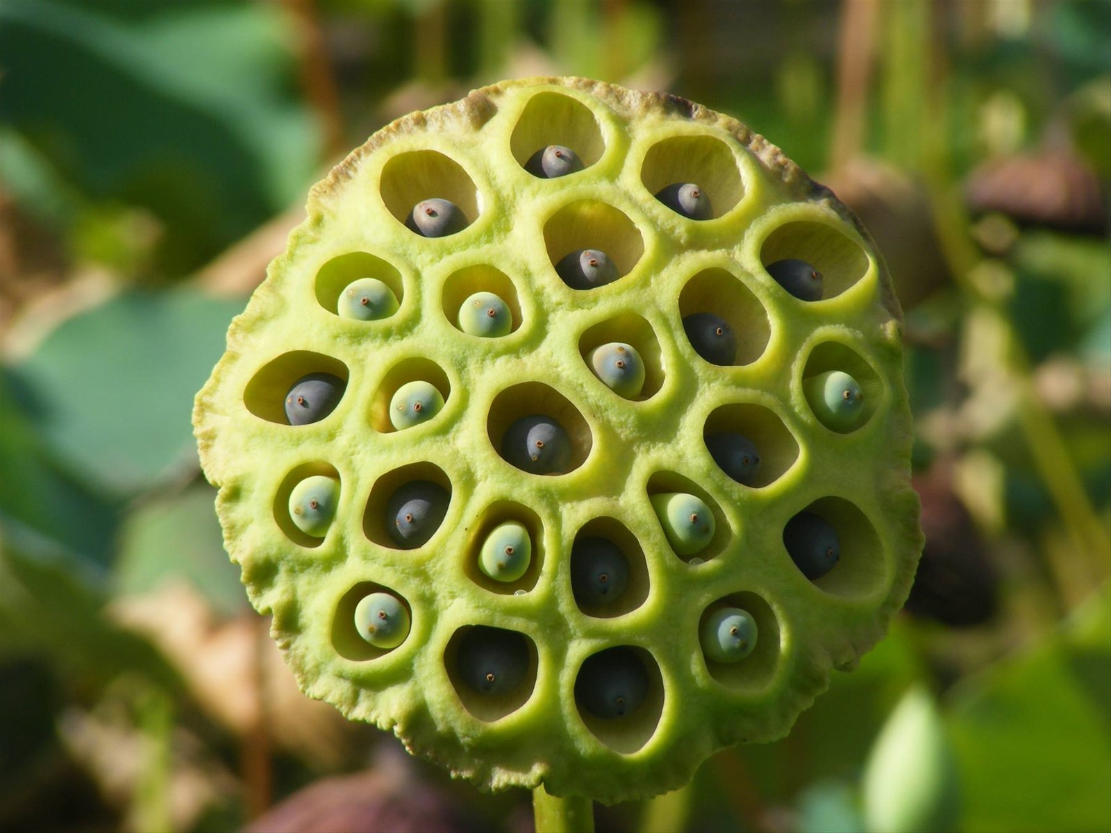 pamplemousses fiore chamal