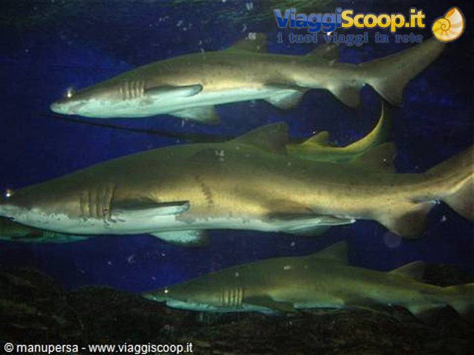 SQUALI TIGRE PRESSO L'UNDER WATER DI SENTOSA