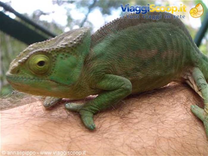 Camaleonte