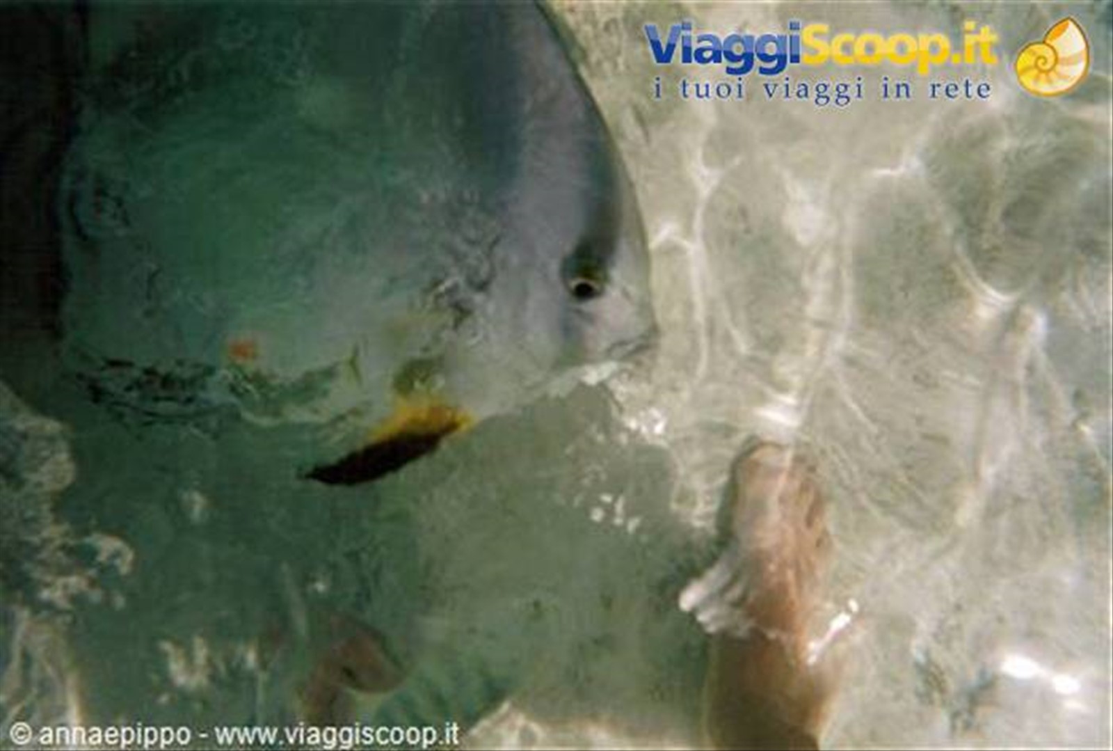 PESCI GIGANTI A SYSTER ISLAND