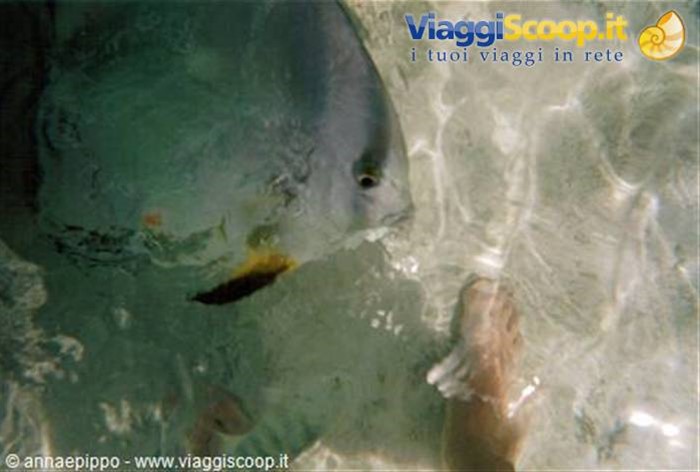 PESCI GIGANTI A SYSTER ISLAND
