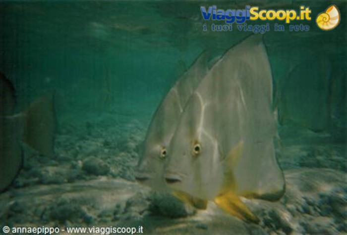 PESCI A SYSTER ISLAND