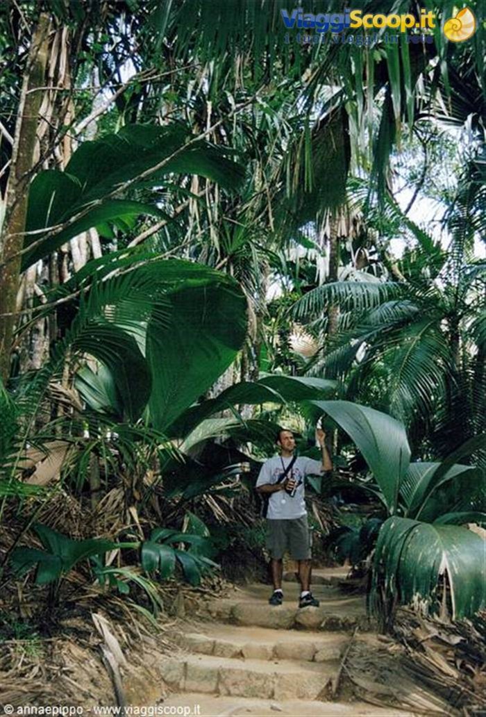 RO NELLA FORESTA