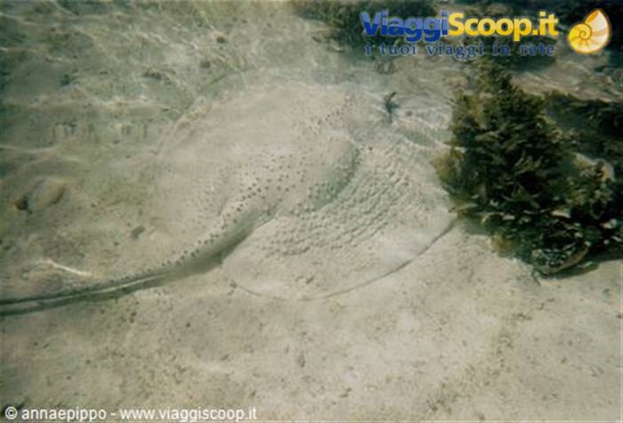 RAZZA A PRASLIN