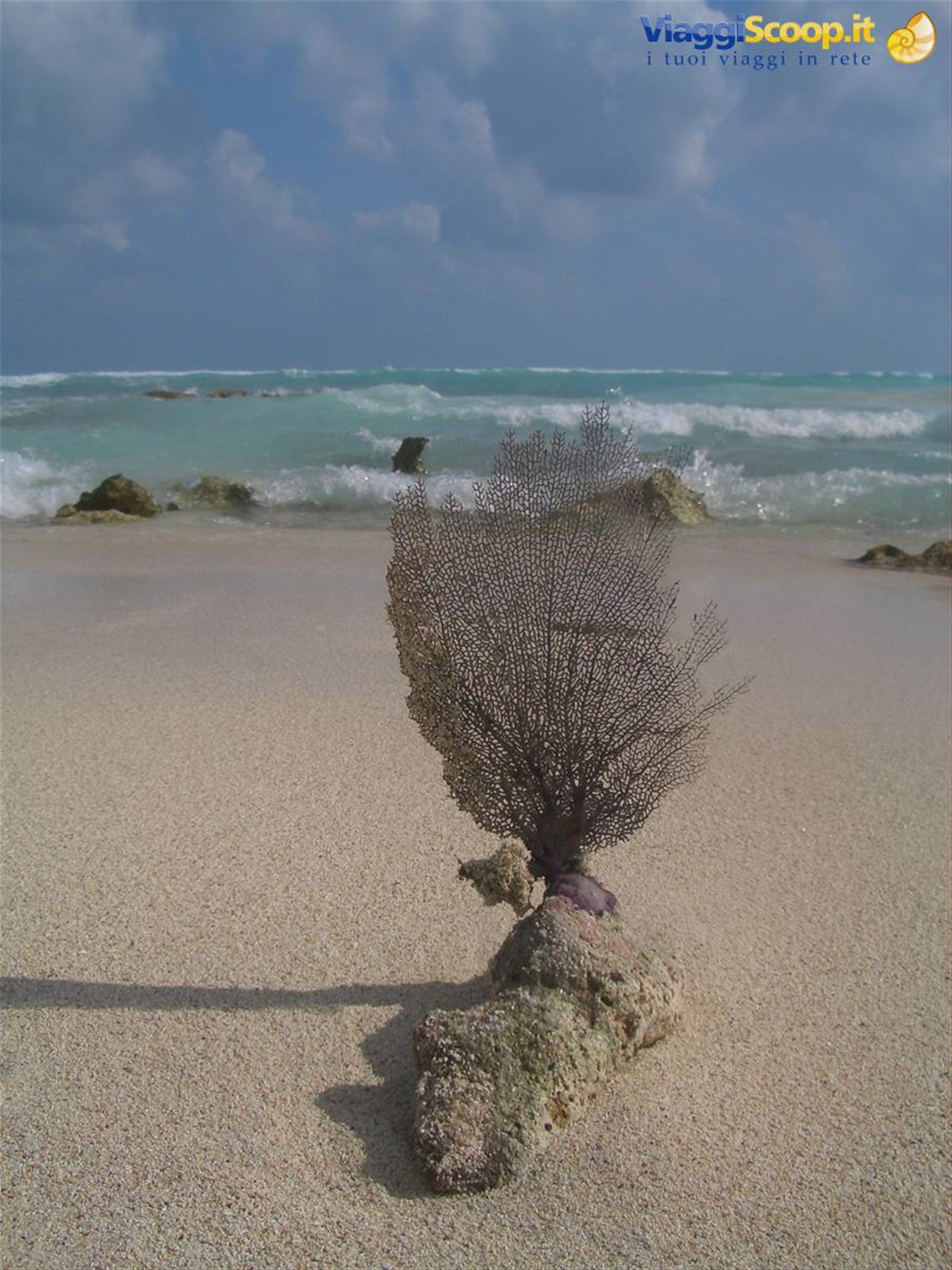 corallo sulla spiaggia