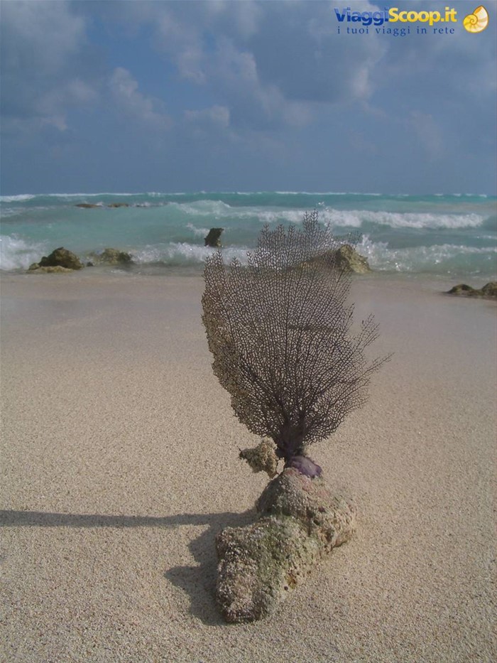 corallo sulla spiaggia