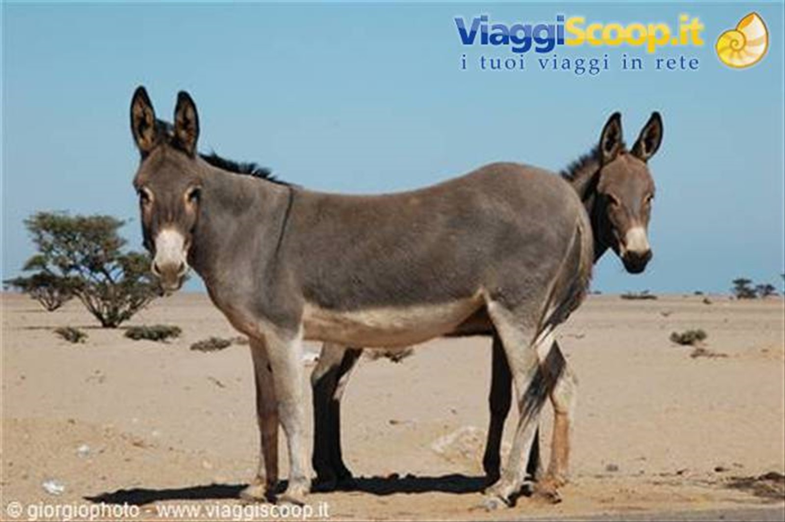 Vicini vicini