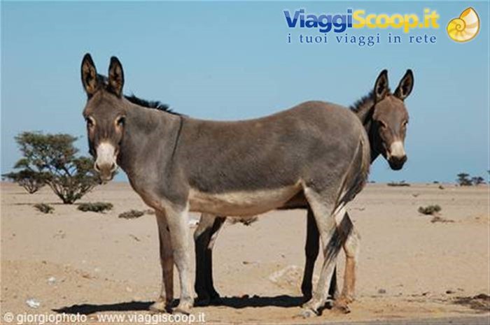 Vicini vicini