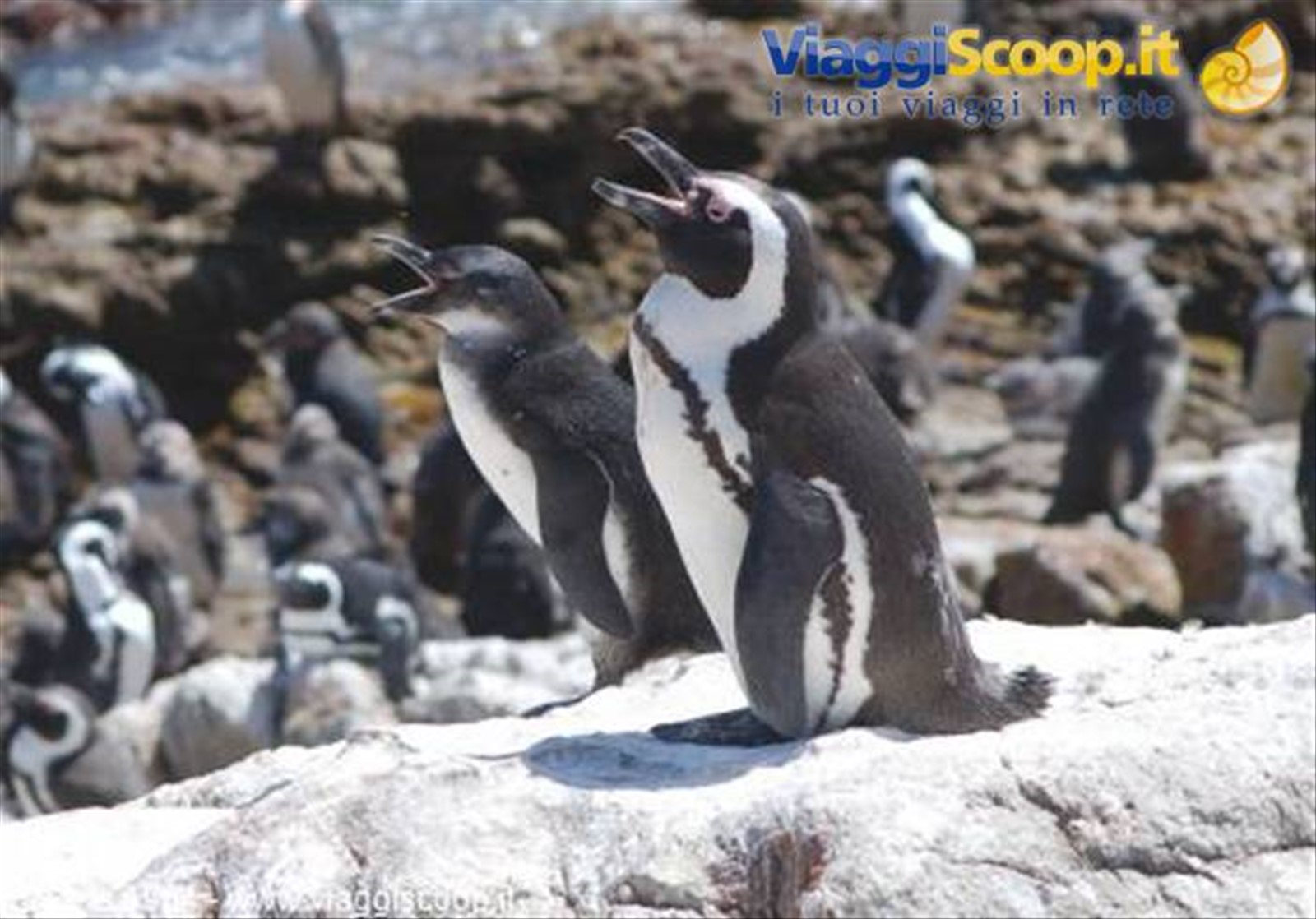 Pinguini a Betty's Bay