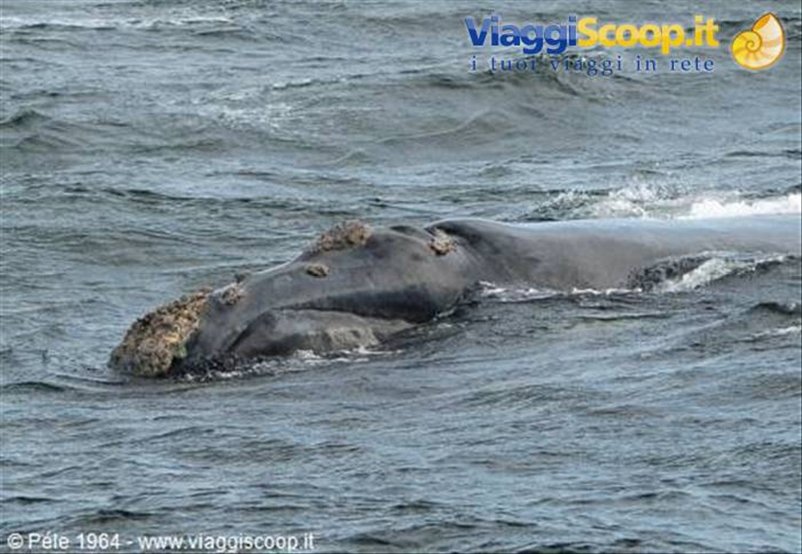 Balena ad Hermanus