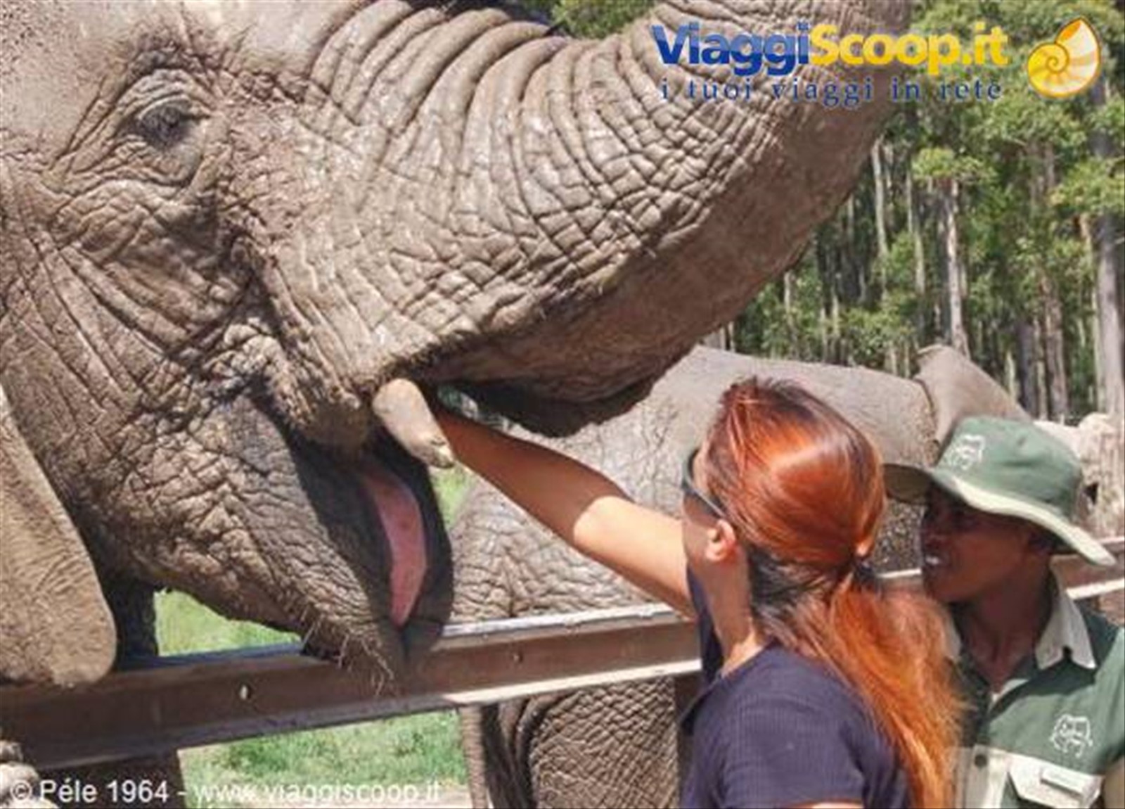 Knysna Elephant Park