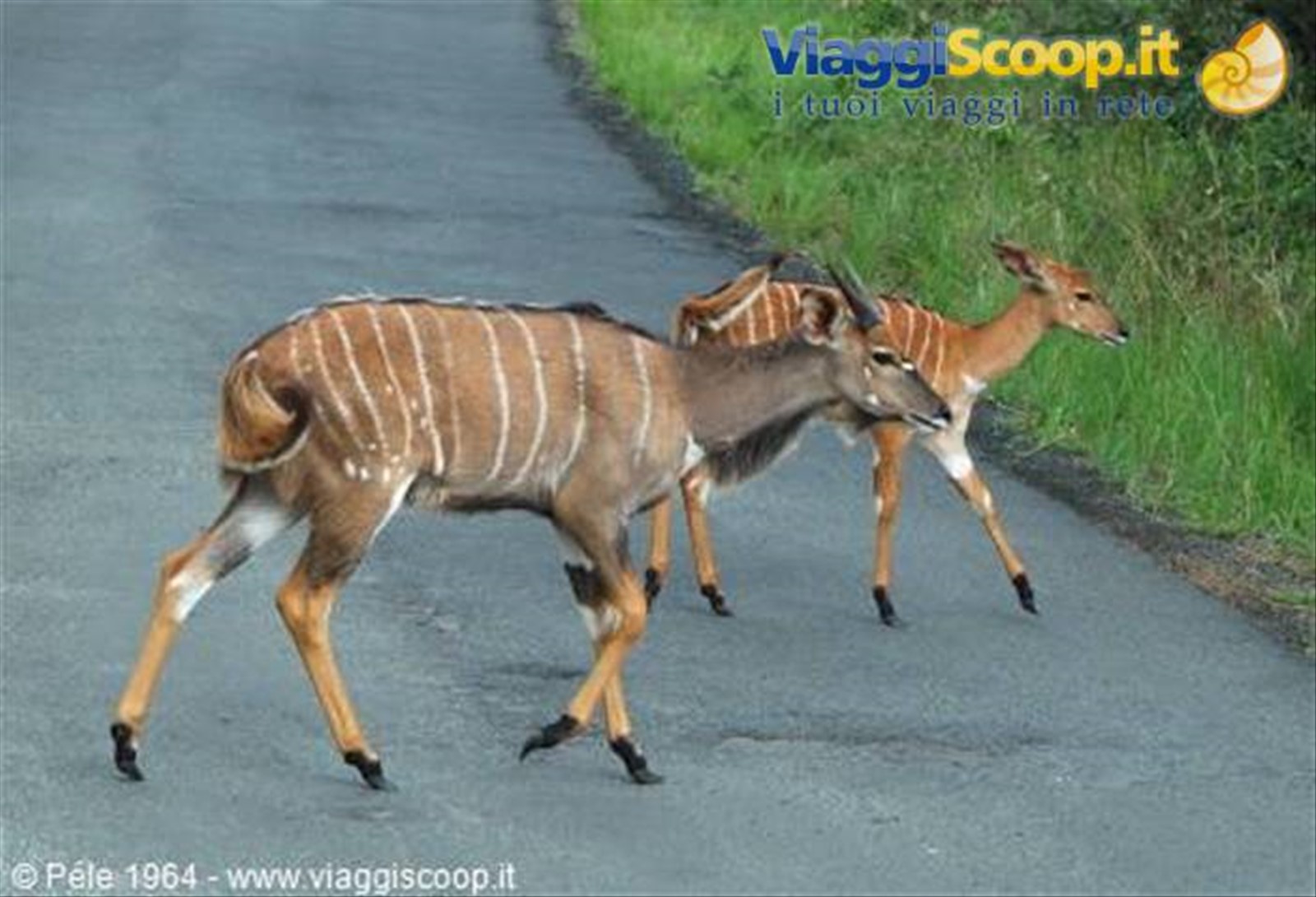 Nyala