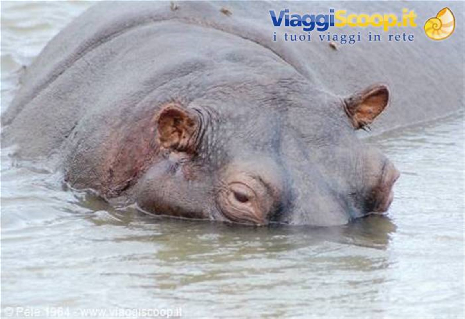 Ippopotamo