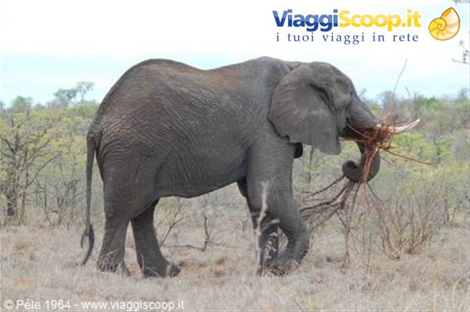 Elefante