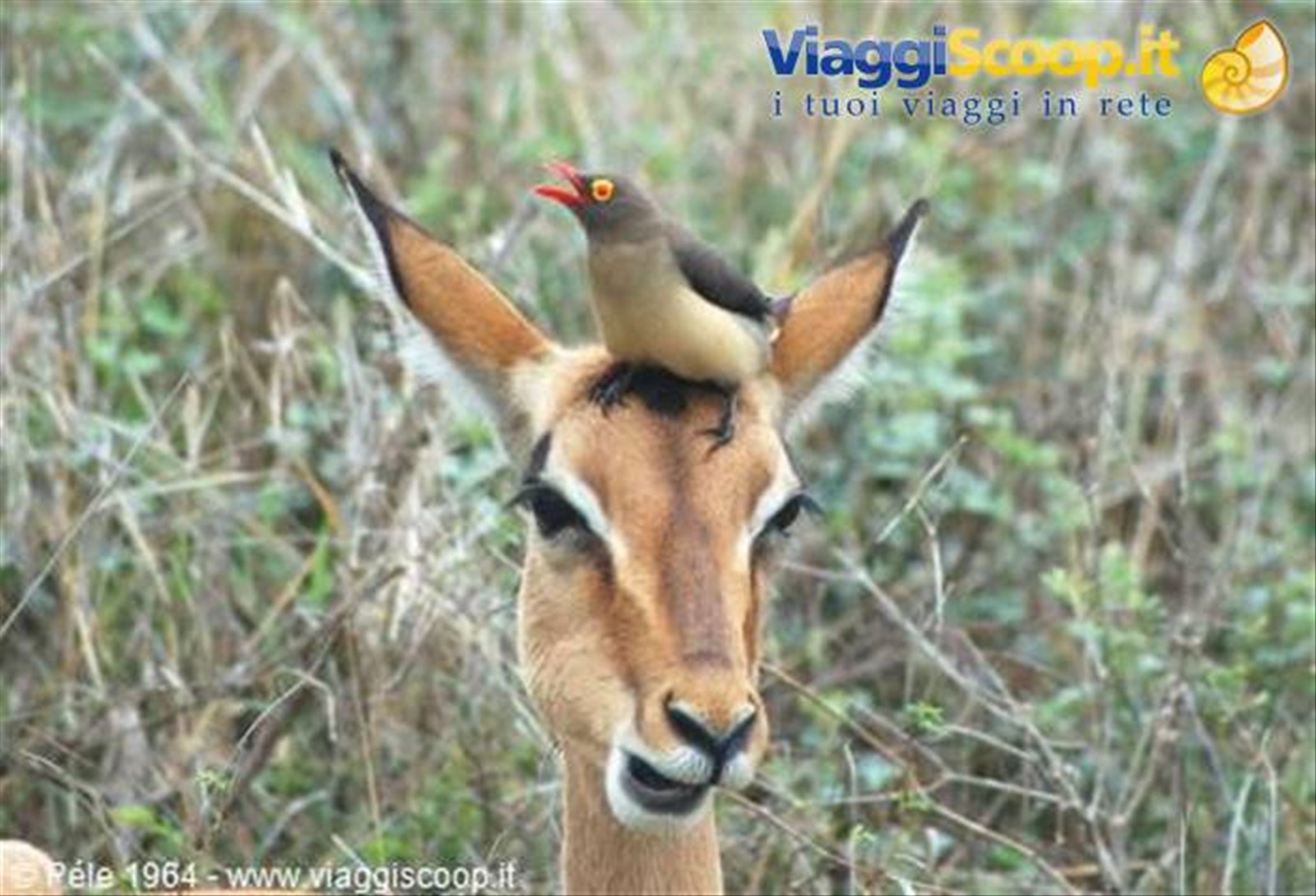 impala e "ospite"
