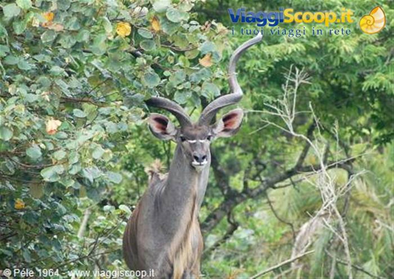 Kudu