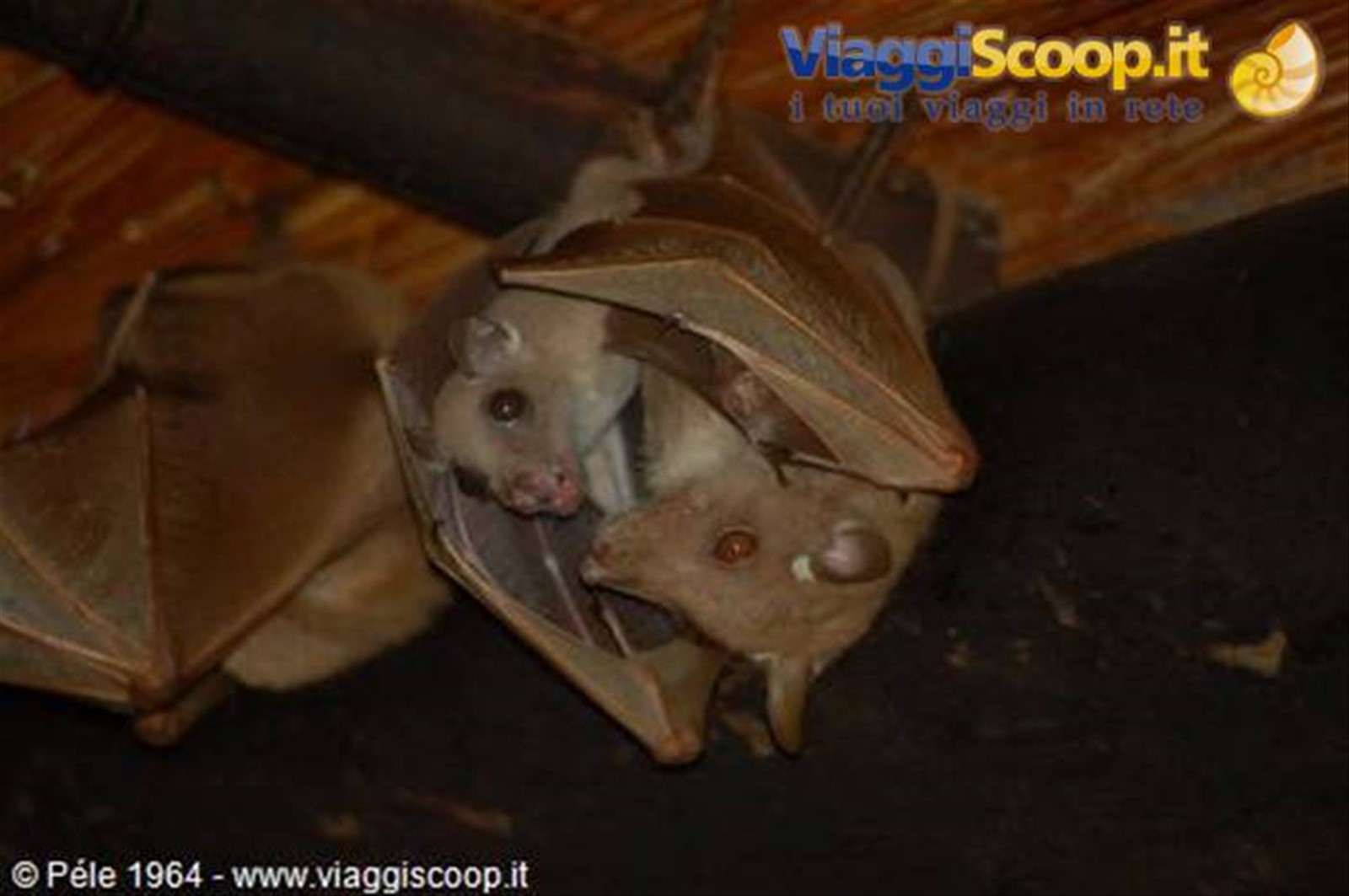 Pipistrelli