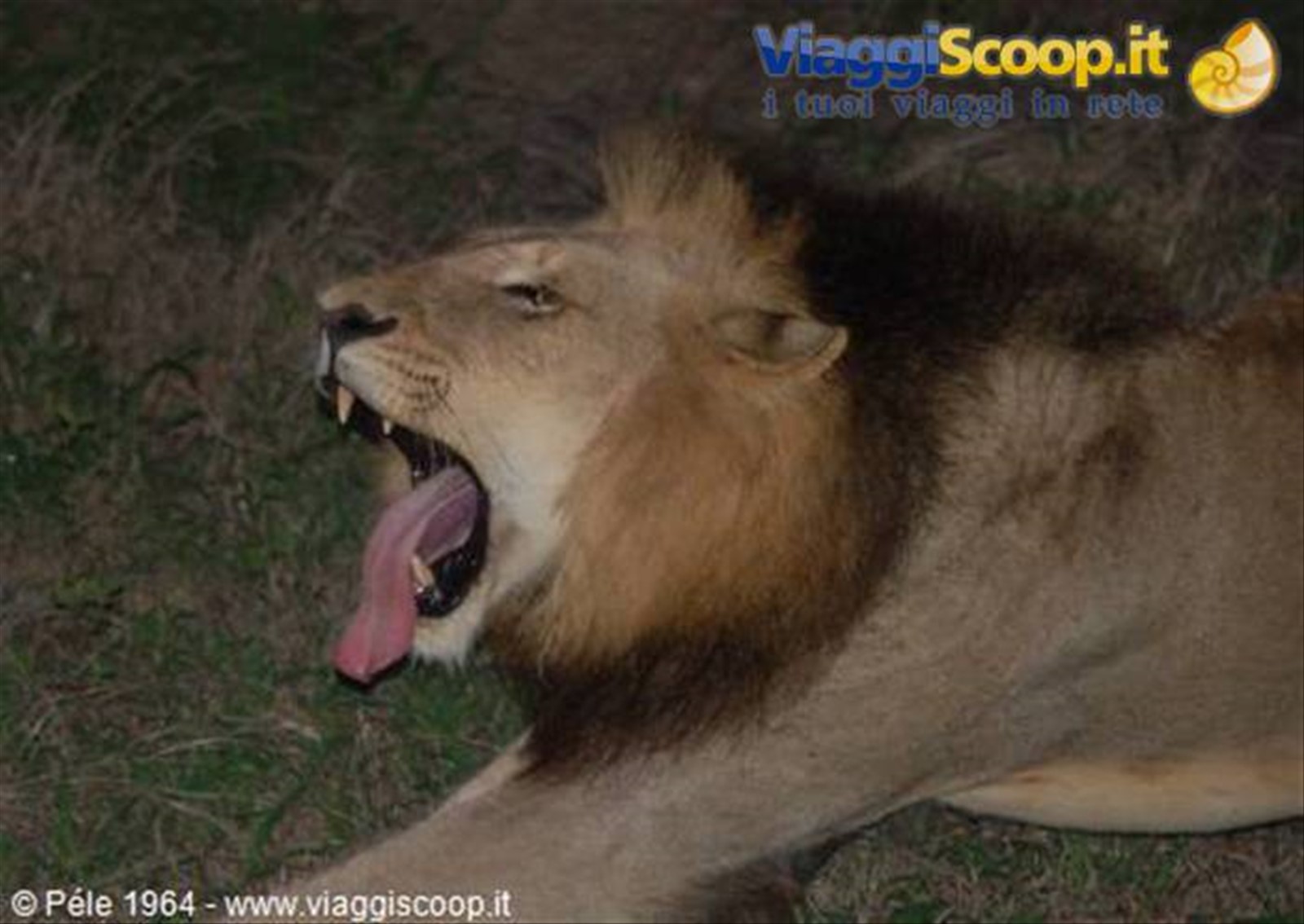 Leone
