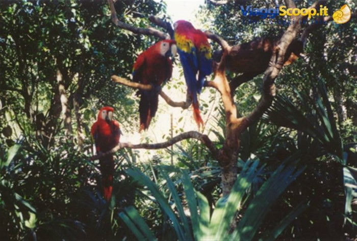 Xel-Ha - pappagalli