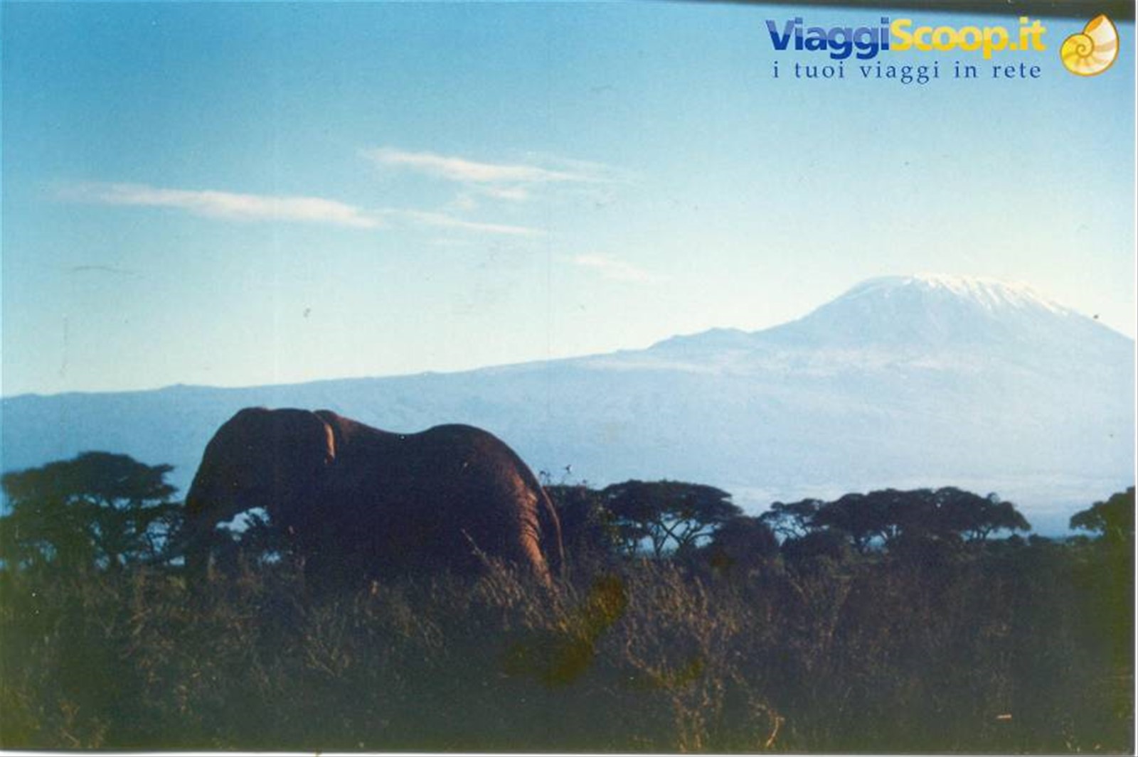 elefante con kilimangiaro