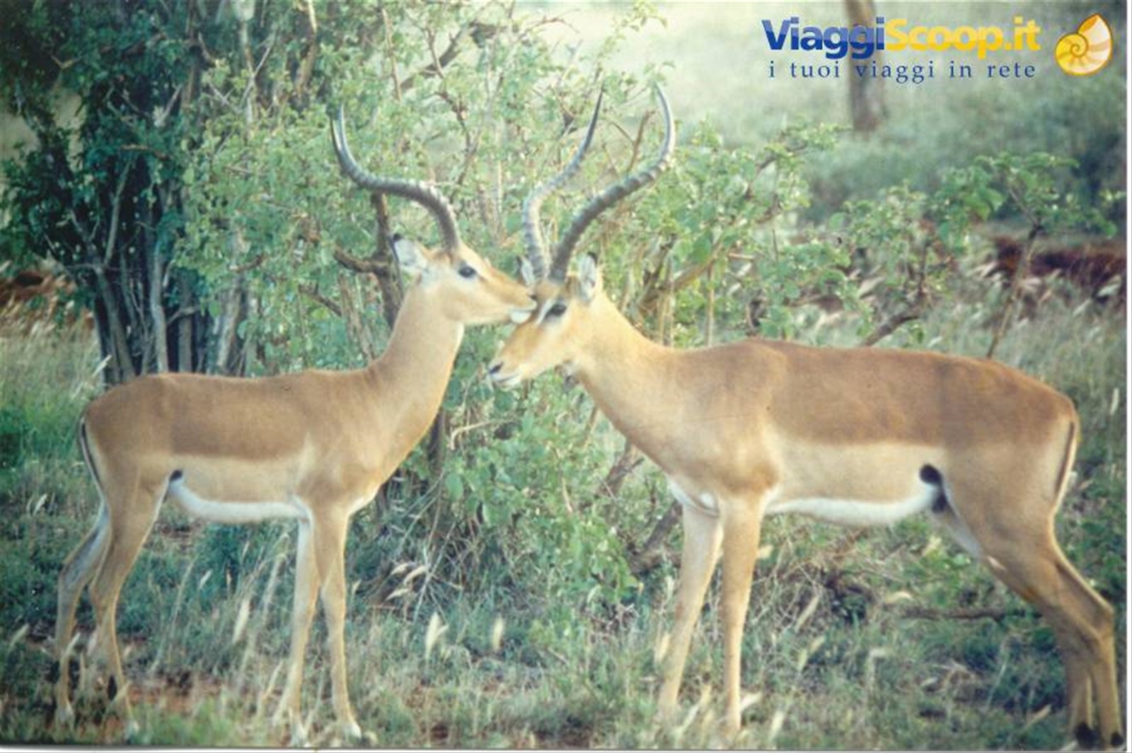 impala
