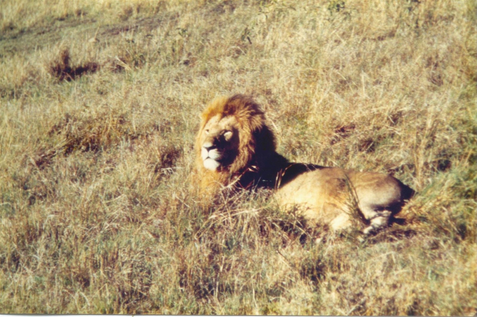 leone