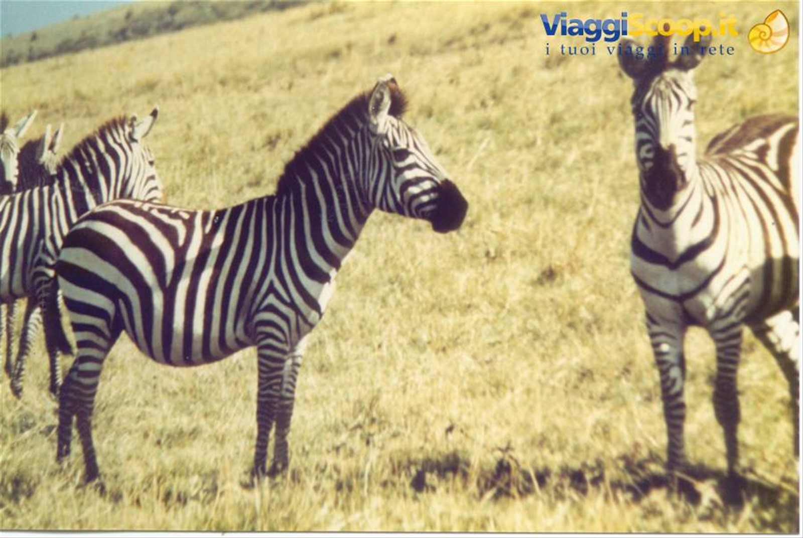 zebre