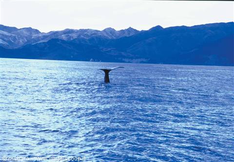 balene a Kaikoura