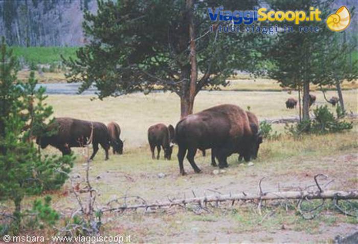 bufali a yellowstone