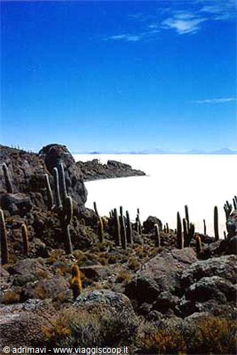 isla del pescado - salar de Uyuni