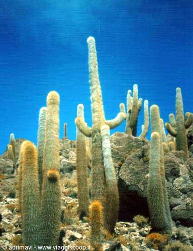 cactus - isla pescado