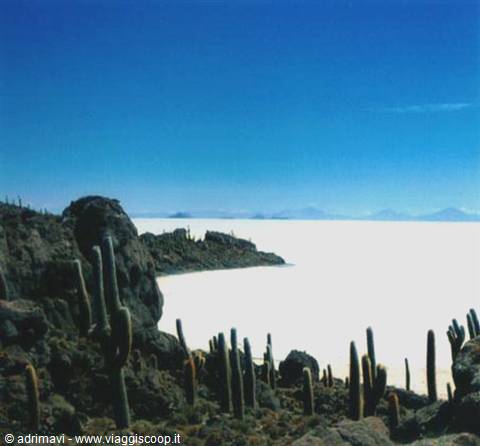 isla del pescado - salar de Uyuni