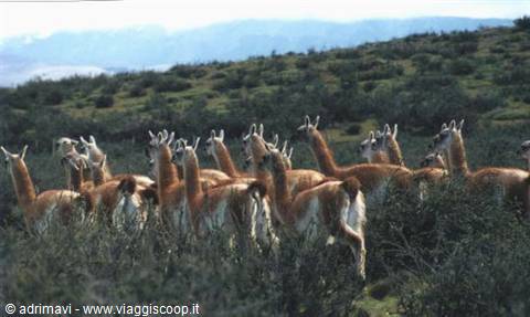 guanaco - Torri del Paine