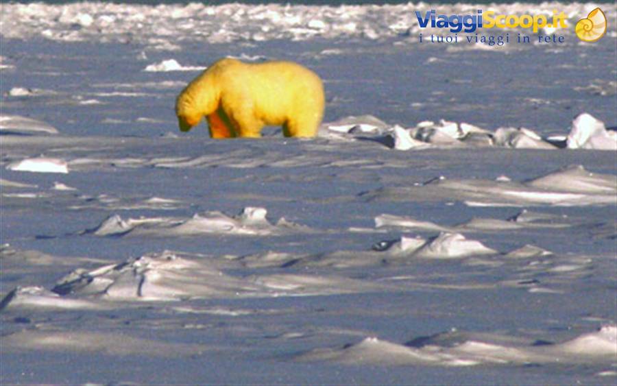 il re dell'artico, l'orso polare