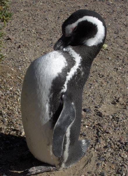 Il pinguino preferito