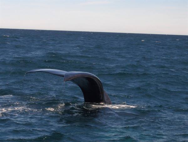 La coda della balena