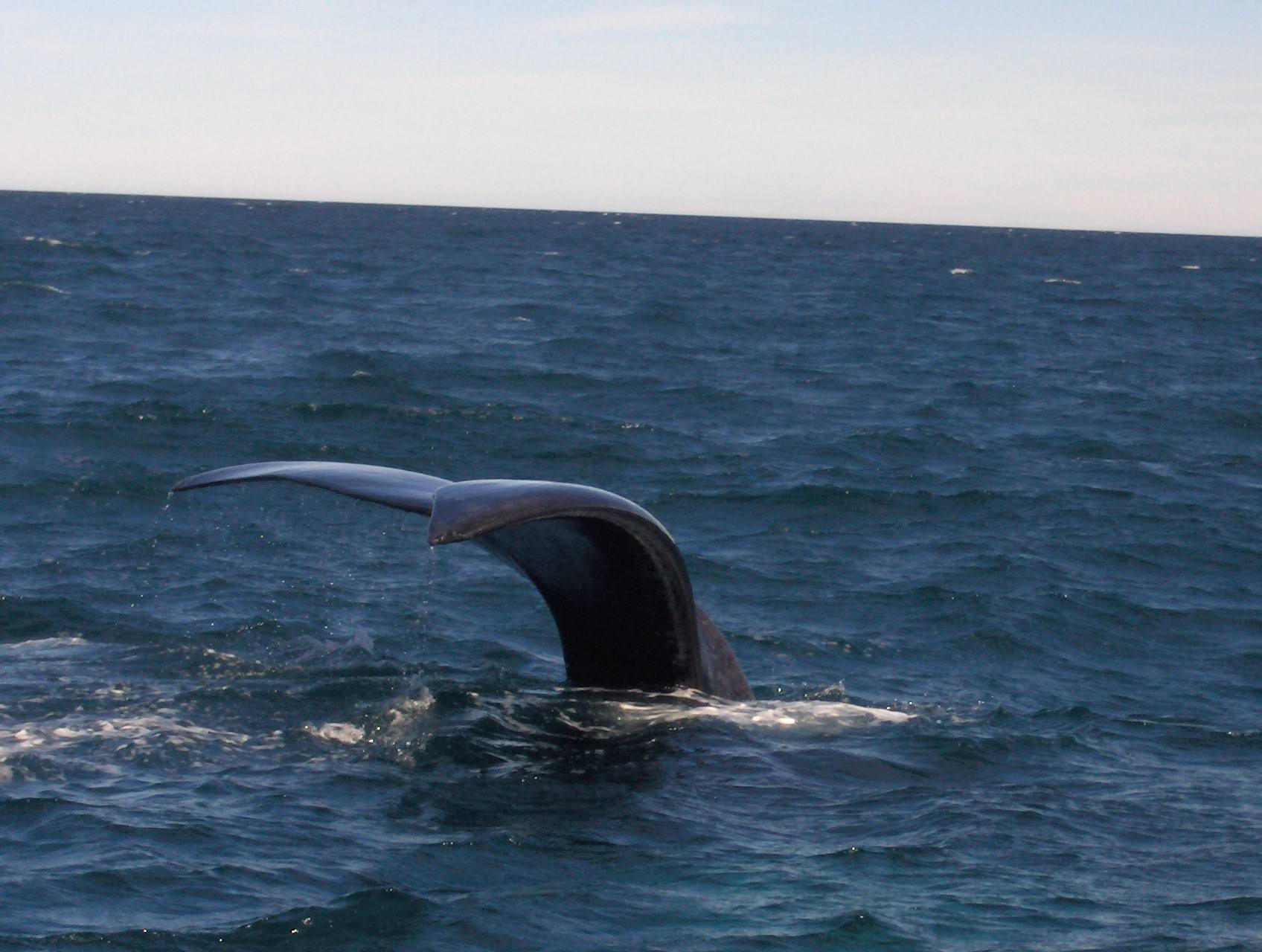 La coda della balena