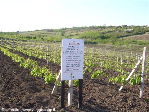 Cantine di Purcari 2