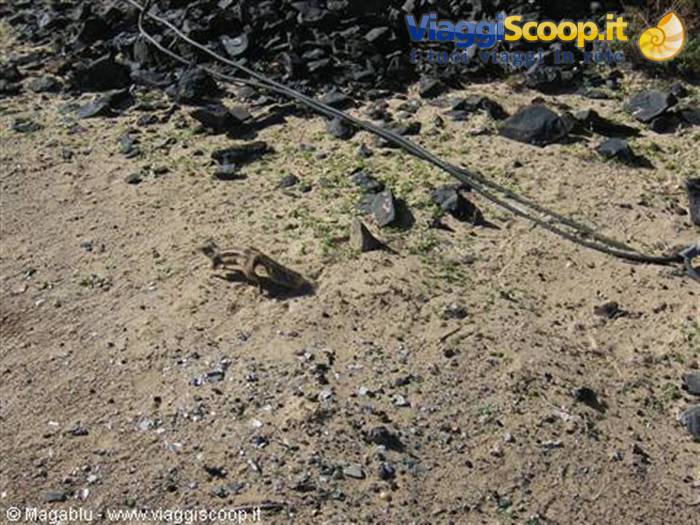 Scoiattoli sulla spiaggia di Jandia