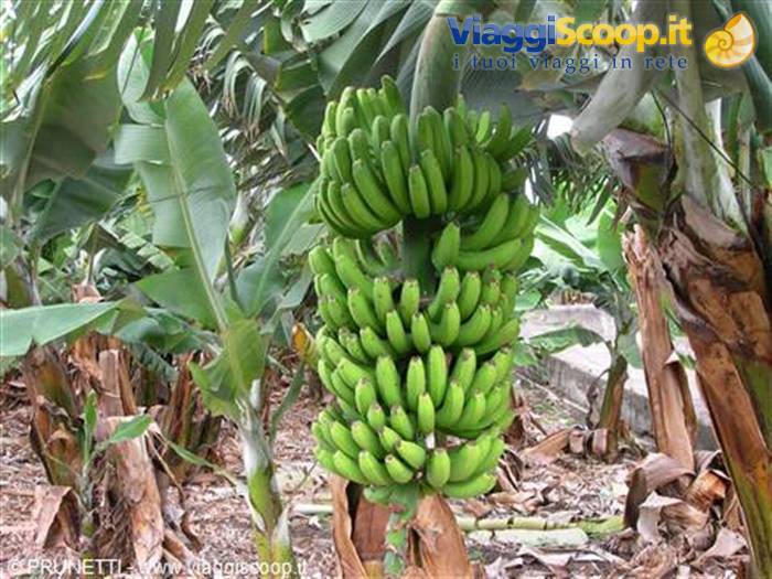 piantagioni di platano, pesce dell'Atlantico e sole