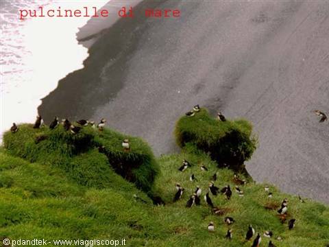 pulcinelle_di_mare